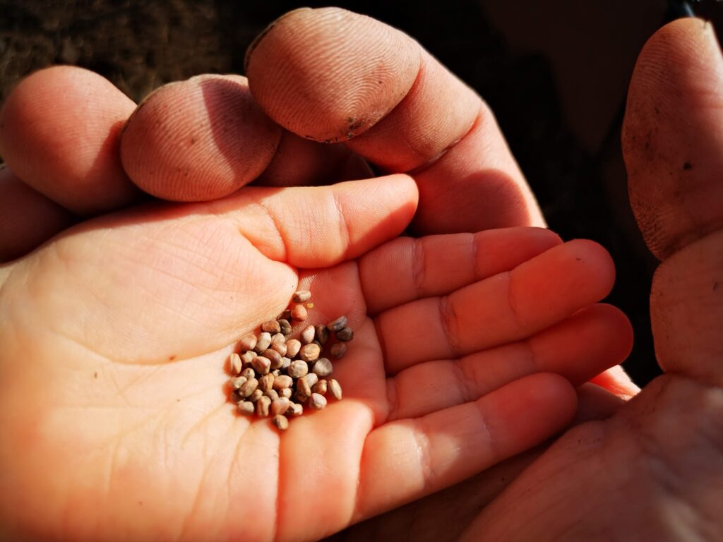 La piccola mano di un bambino accoglie dei semi pronti per essere piantati mentre la mano di un adulto abbraccia quella del bambino